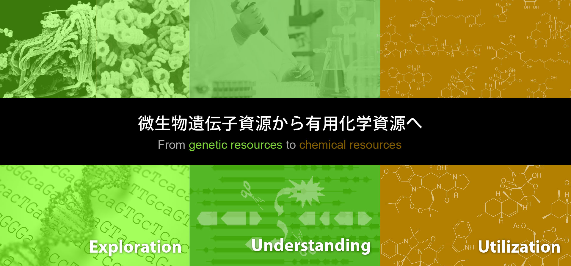 微生物遺伝子資源から有用化学資源へ From genetic resources to chemical resources